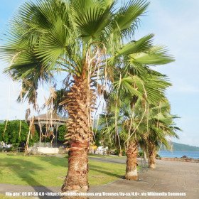 Mexico petticoat palm, Washingtonia Robusta
